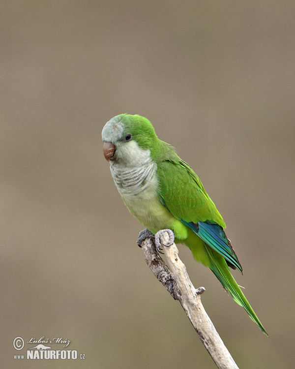 Monk Parakeet (Myiopsitta monachus)