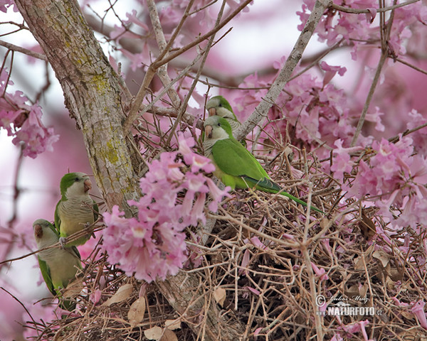 Monk Parakeet (Myiopsitta monachus)