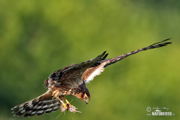 Montagu's Harrier (Circus pygargus)