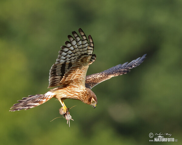 Montagu's Harrier (Circus pygargus)