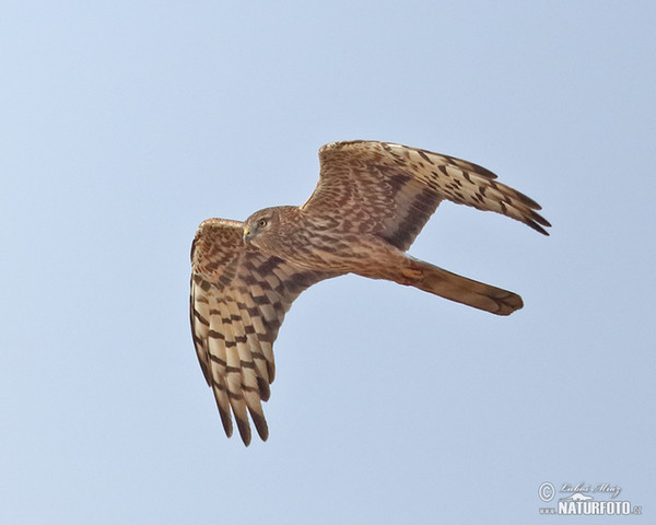 Montagu's Harrier (Circus pygargus)