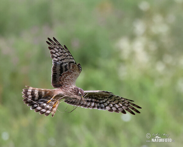 Montagu's Harrier (Circus pygargus)