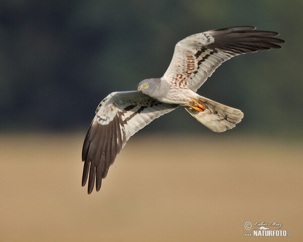 Montagu's Harrier (Circus pygargus)