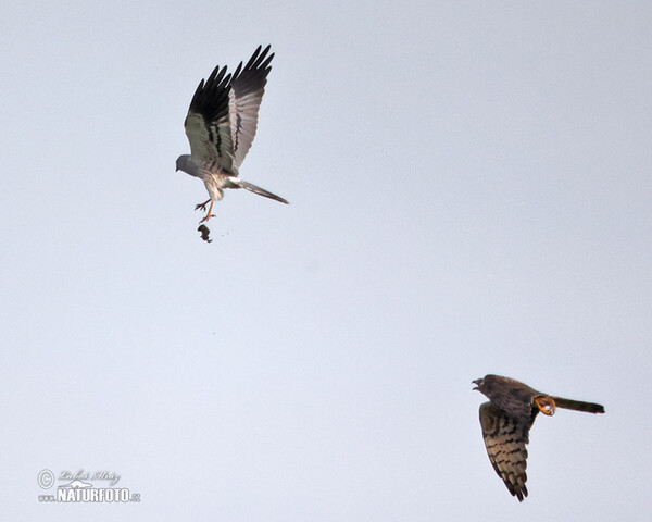 Montagu's Harrier (Circus pygargus)