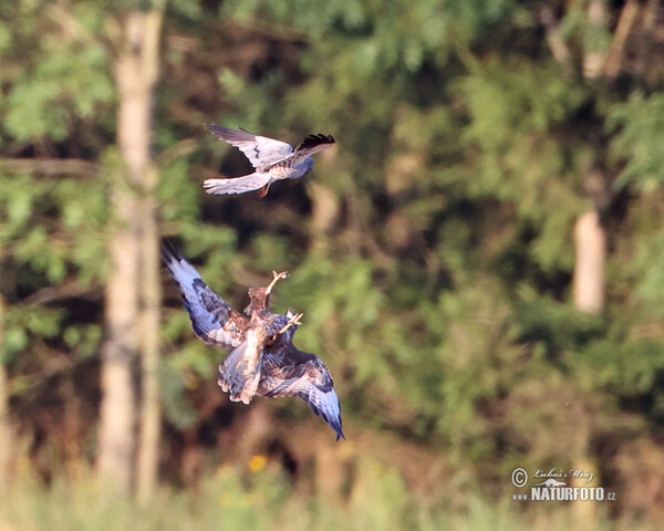 Montagu's Harrier (Circus pygargus)