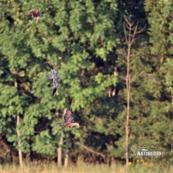 Montagu's Harrier (Circus pygargus)