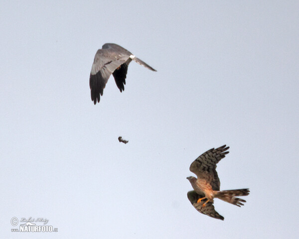 Montagu's Harrier (Circus pygargus)