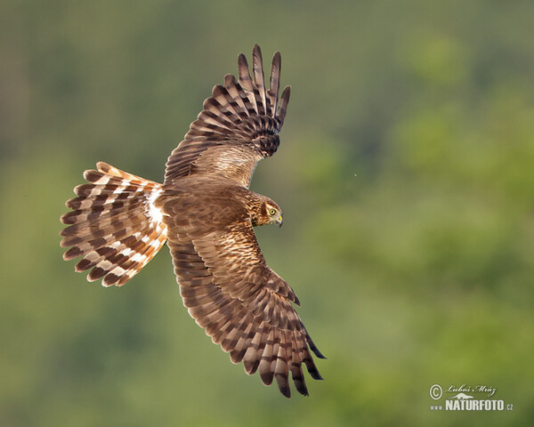 Montagu's Harrier (Circus pygargus)