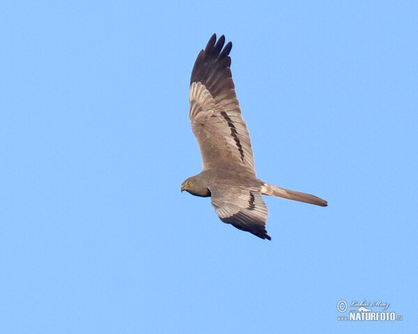 Montagu's Harrier (Circus pygargus)