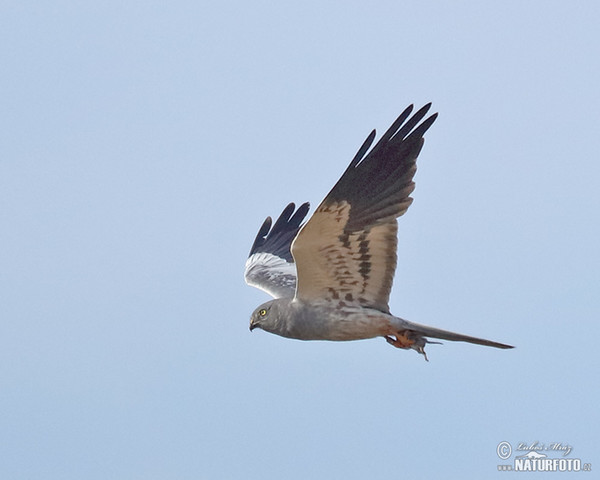 Montagu's Harrier (Circus pygargus)