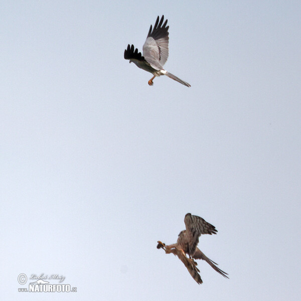 Montagu's Harrier (Circus pygargus)