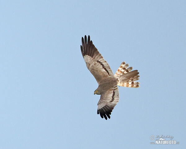 Montagu's Harrier (Circus pygargus)