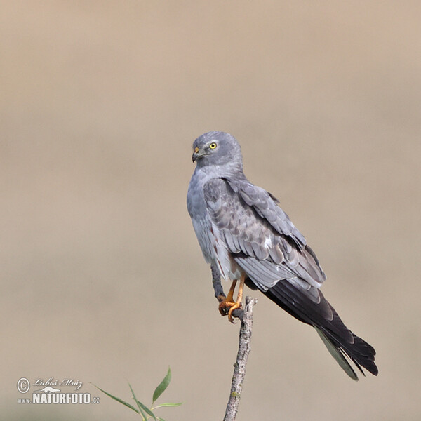 Montagu's Harrier (Circus pygargus)