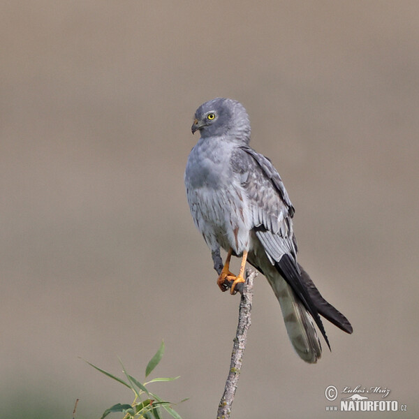 Montagu's Harrier (Circus pygargus)