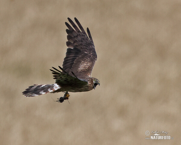 Montagu's Harrier (Circus pygargus)