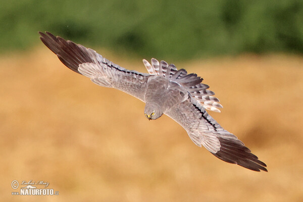 Montagu's Harrier (Circus pygargus)