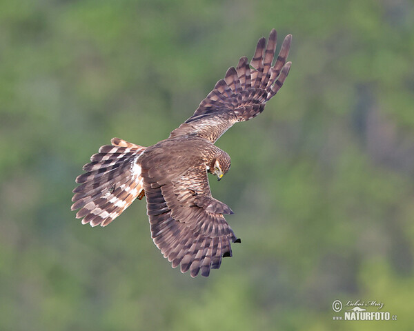 Montagu's Harrier (Circus pygargus)