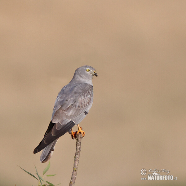 Montagu's Harrier (Circus pygargus)