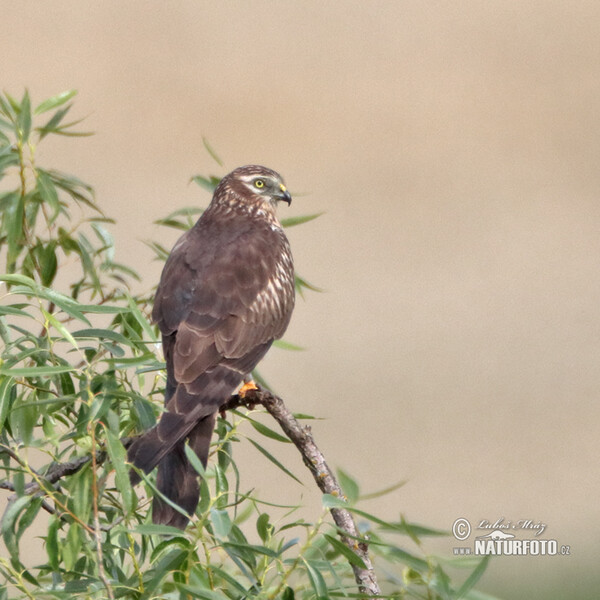 Montagu's Harrier (Circus pygargus)