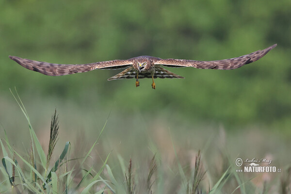 Montagu's Harrier (Circus pygargus)