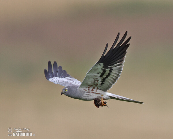 Montagu's Harrier (Circus pygargus)