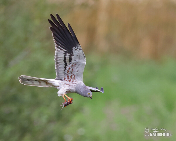 Montagu's Harrier (Circus pygargus)