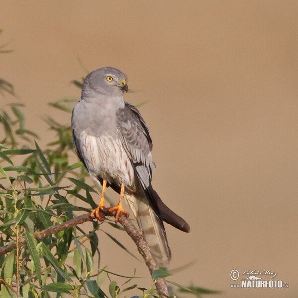 Montagu's Harrier (Circus pygargus)