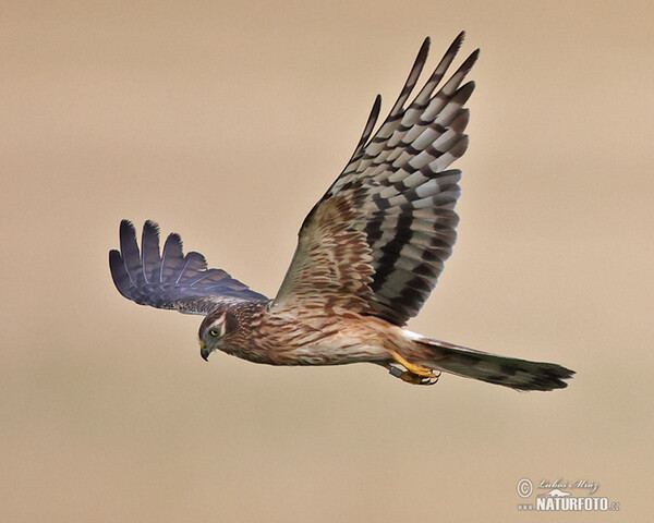 Montagu's Harrier (Circus pygargus)