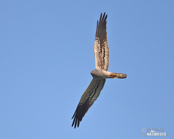 Montagu's Harrier (Circus pygargus)