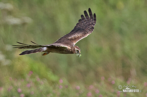 Montagu's Harrier (Circus pygargus)