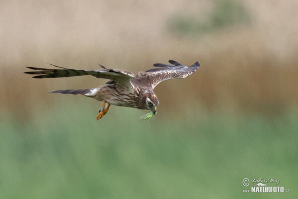 Montagu's Harrier (Circus pygargus)