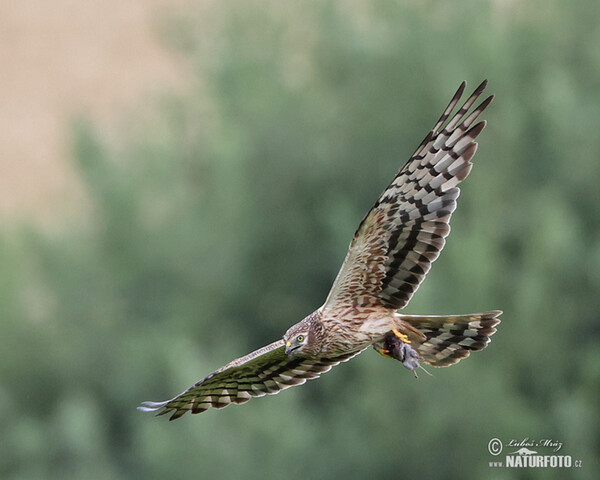 Montagu's Harrier (Circus pygargus)