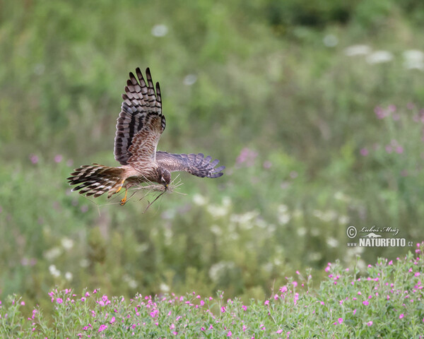 Montagu's Harrier (Circus pygargus)