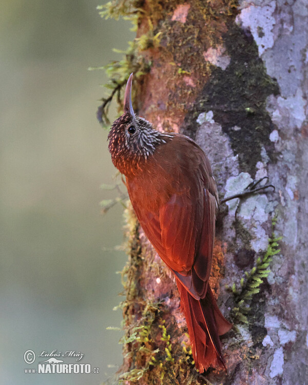 Montane Woodcreeper (Lepidocolaptes lacrymiger)