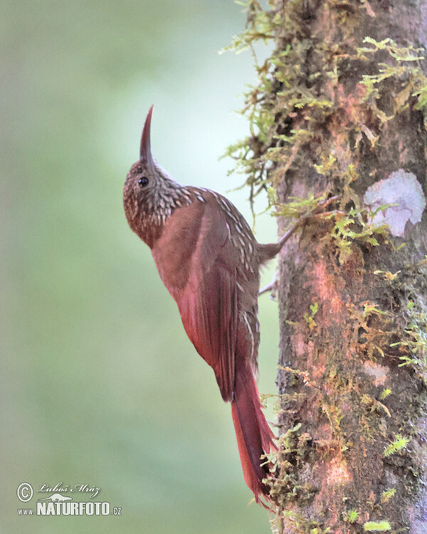 Montane Woodcreeper (Lepidocolaptes lacrymiger)