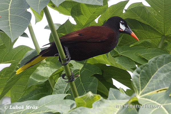 Montezuma oropendola