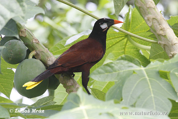 Montezumaoropendola