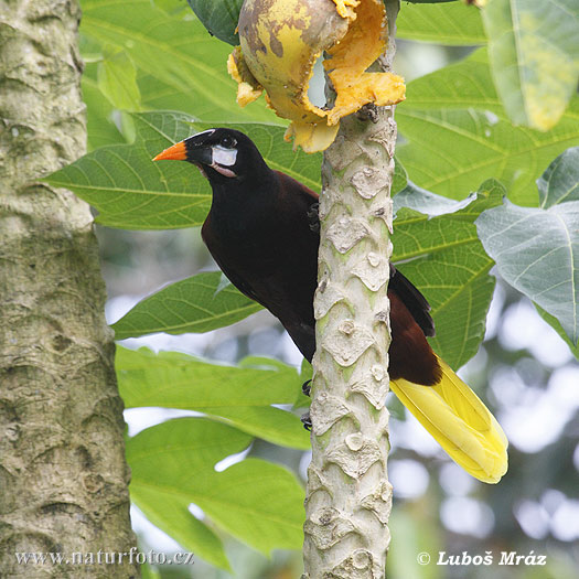 Montezumaoropendola