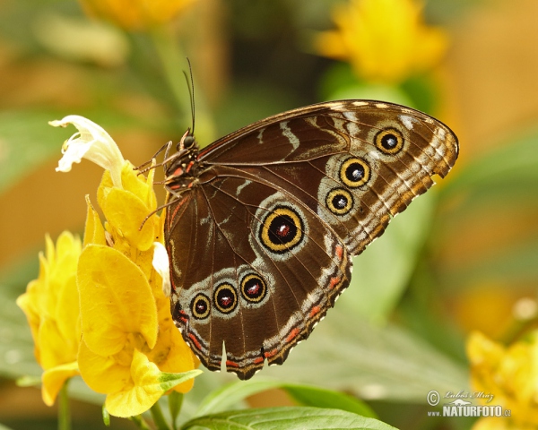 Morpho eleanor (Morpho eleanor)