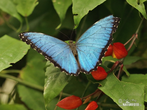 Morpho eleanor (Morpho eleanor)