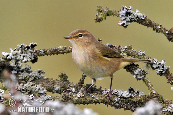 Mosquitero común