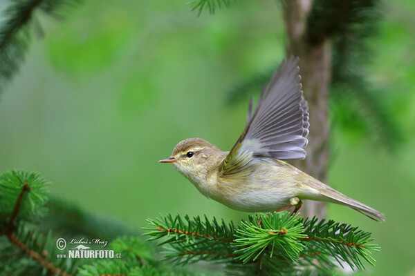 Mosquitero musical
