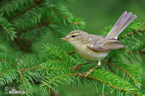 Mosquitero musical