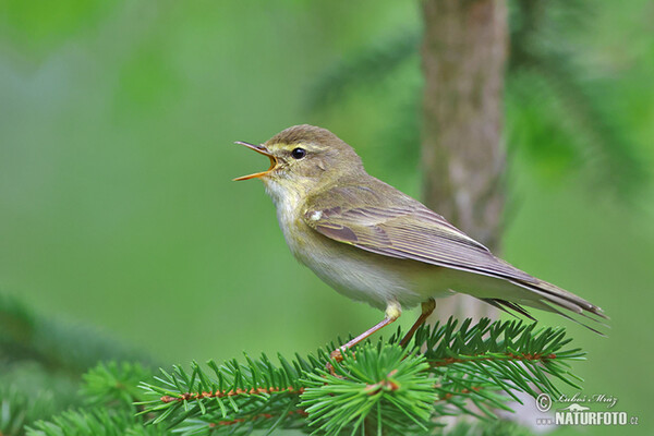 Mosquitero musical
