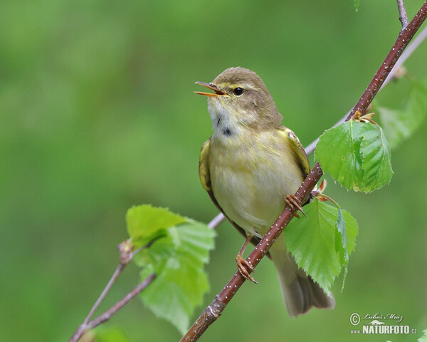 Mosquitero musical