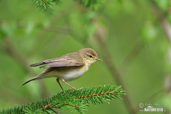 Mosquitero musical