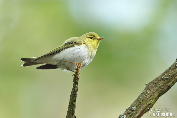 Mosquitero silbador