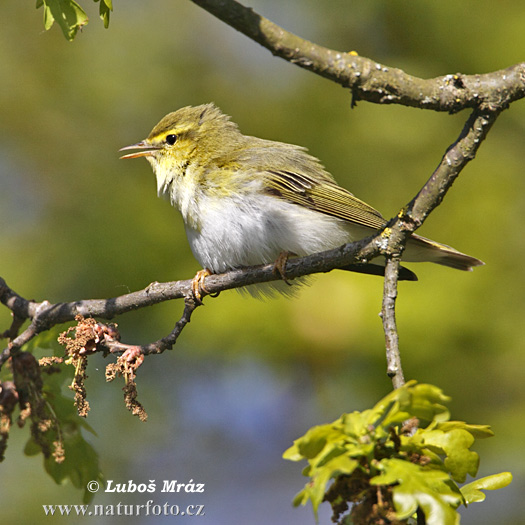 Mosquitero silbador