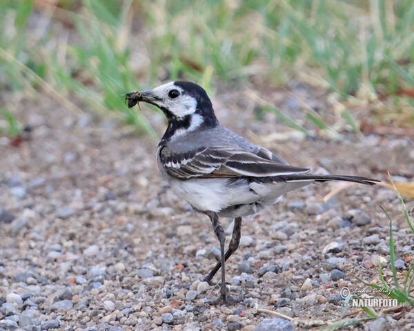 Motacilla alba