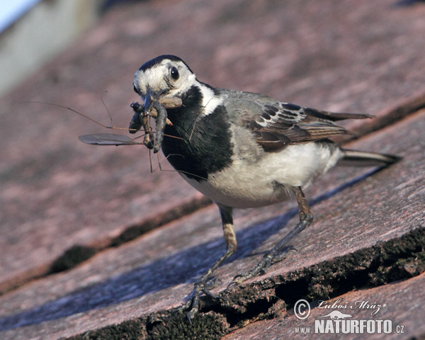 Motacilla alba